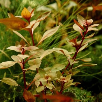 Ludwigia palustris (vara)