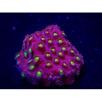 Coral Cyphastrea bling bling