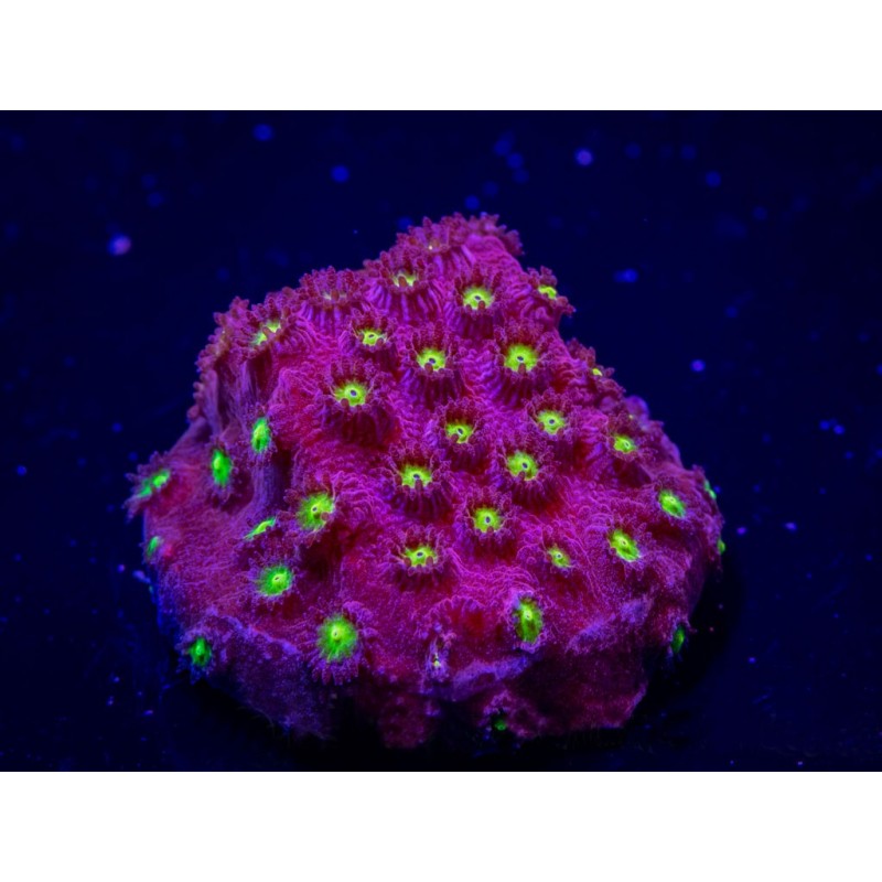 Coral Cyphastrea bling bling