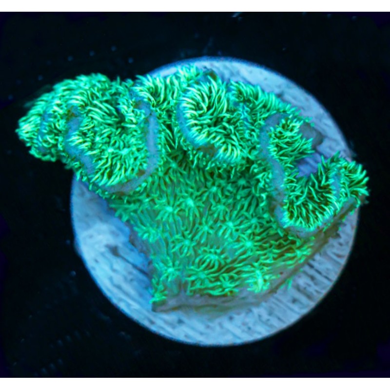 Coral Pavona verde