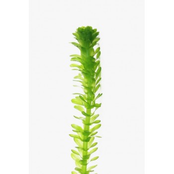 Planta Elodea