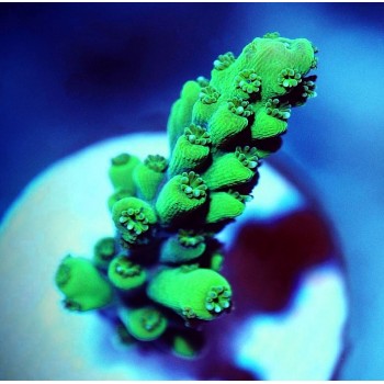 Acropora green neon 1 cm