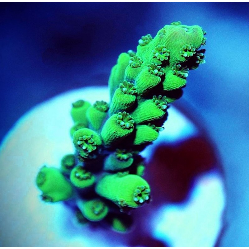 Acropora green neon 1 cm