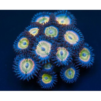 Zoanthus Blue Infusion (1...